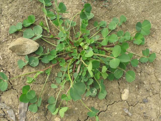 Medicago sp.