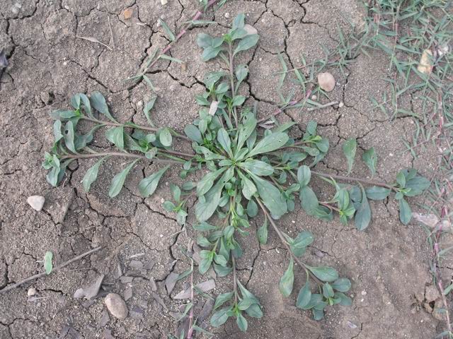 cfr. Glinus lotoides (Molluginaceae)