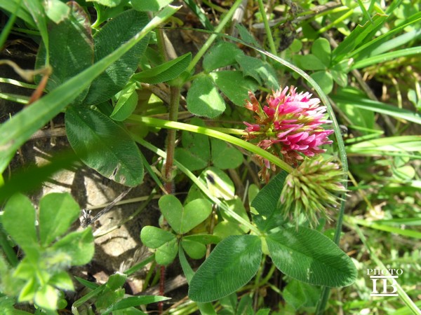 Trifolium bivonae / Trifoglio di Bivona