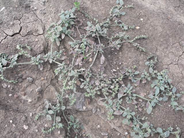 Heliotropium supinum / Eliotropio peloso