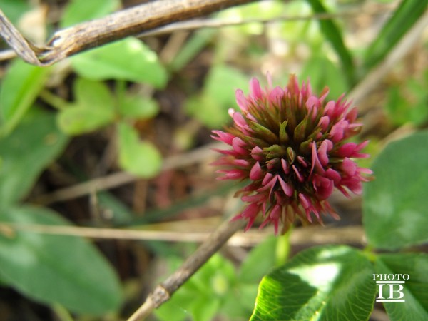 Trifolium bivonae / Trifoglio di Bivona
