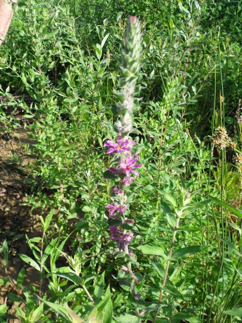 Lythrum salicaria (Myrtales - Lythraceae)