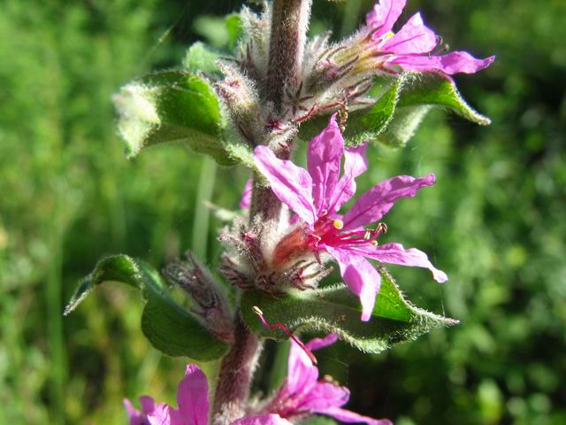 Lythrum salicaria (Myrtales - Lythraceae)