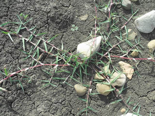 da determinare: cfr. Cynodon dactylon