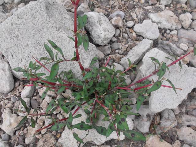 Persicaria maculosa (Caryophyllales - Polygonaceae)