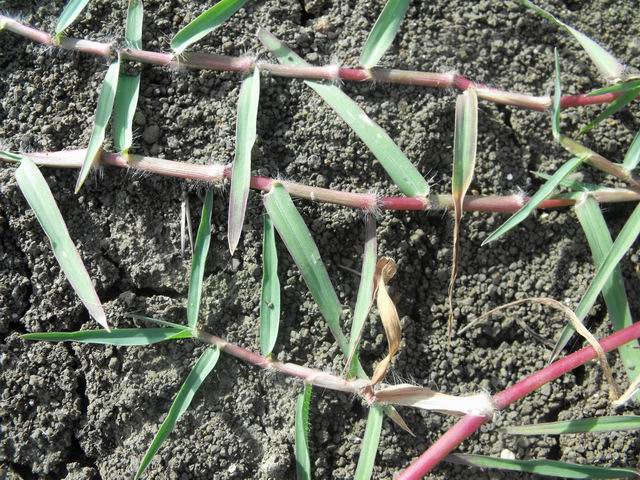 da determinare: cfr. Cynodon dactylon