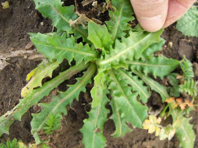 Rosetta basale di Asteraceae