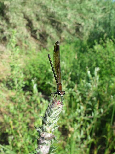 Calopterygidae:  Calopteryx haemorrhoidalis, femmina