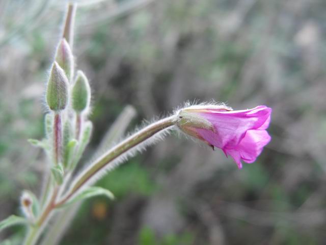 Epilobium hirsutum