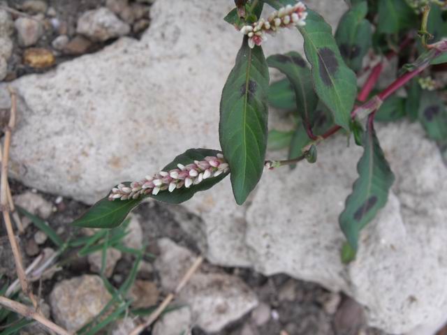 Persicaria maculosa (Caryophyllales - Polygonaceae)