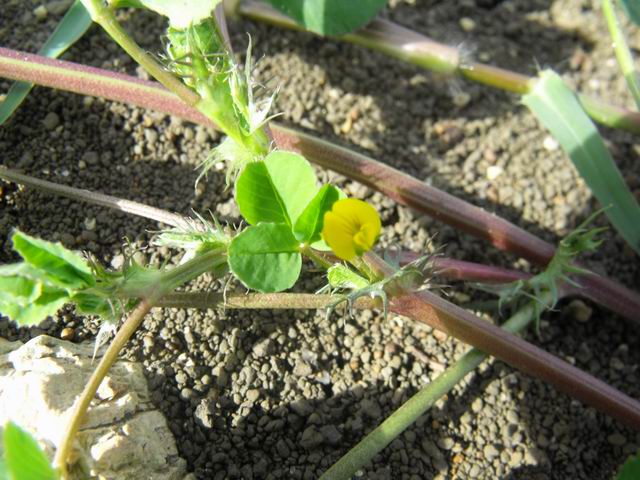 Medicago sp.