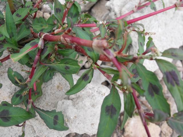 Persicaria maculosa (Caryophyllales - Polygonaceae)