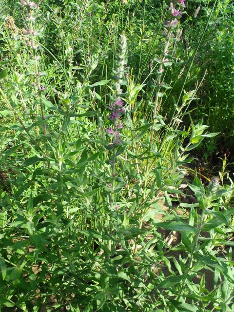 Lythrum salicaria (Myrtales - Lythraceae)