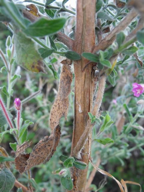 Epilobium hirsutum