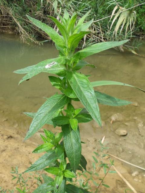 Lythrum salicaria (Myrtales - Lythraceae)