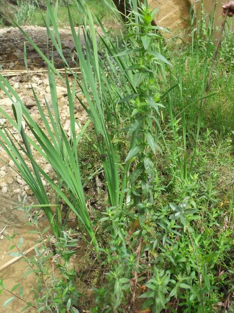 Lythrum salicaria (Myrtales - Lythraceae)