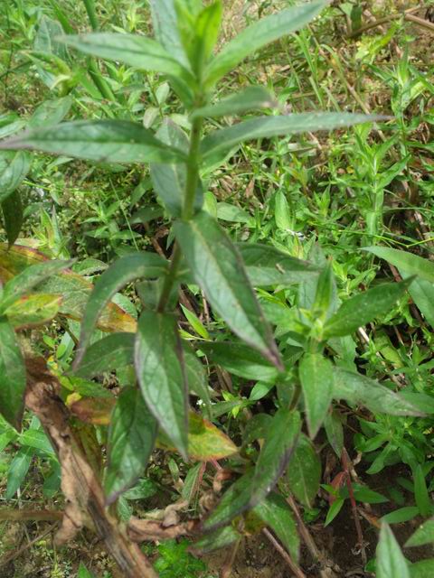 Lythrum salicaria (Myrtales - Lythraceae)