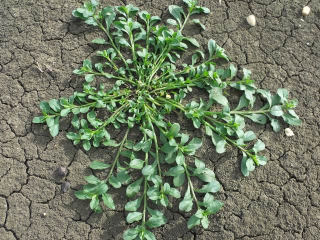 cfr. Glinus lotoides (Molluginaceae)