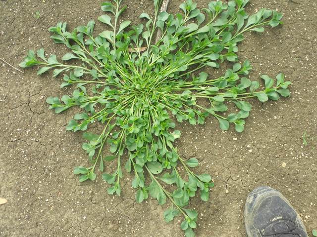 cfr. Glinus lotoides (Molluginaceae)