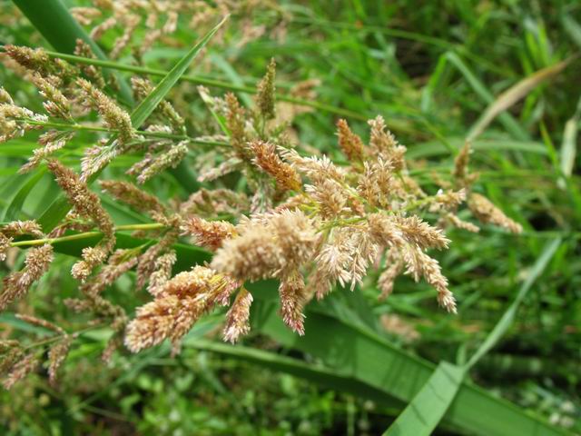 Polypogon viridis