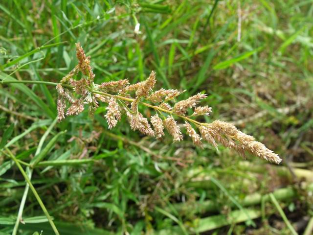 Polypogon viridis