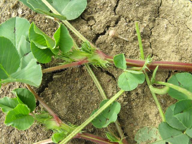 Medicago sp.