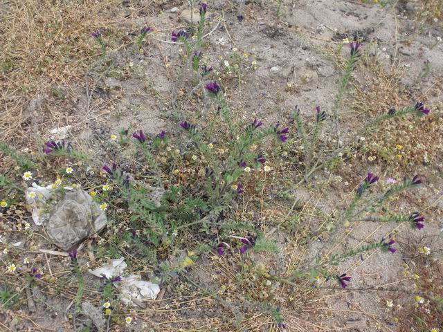 Echium sabulicola / Viperina delle spiagge