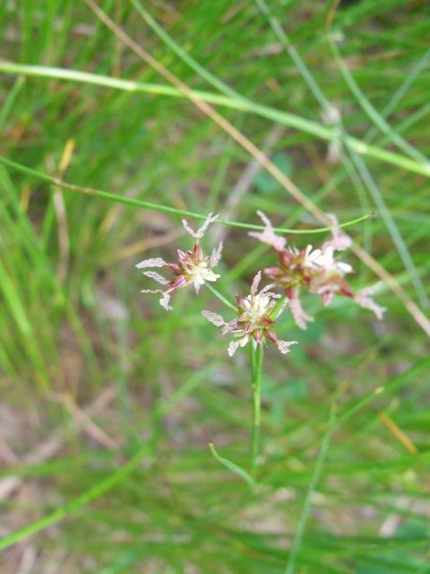 Juncus sp.