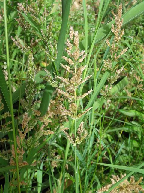 Polypogon viridis