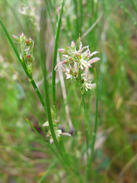 Juncus sp.