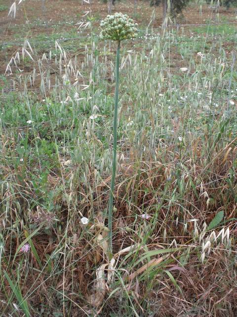 Allium nigrum / Aglio maggiore