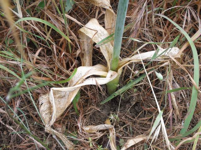 Allium nigrum / Aglio maggiore