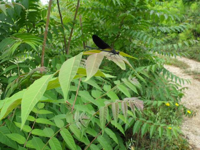 Da determinare - Calopteryx haemorrhoidalis