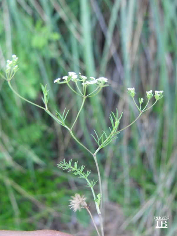 Ammoides pusilla / Prezzemolo bastardo
