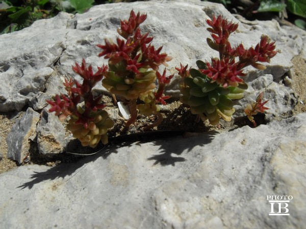 Sedum rubens / Borracina rossa