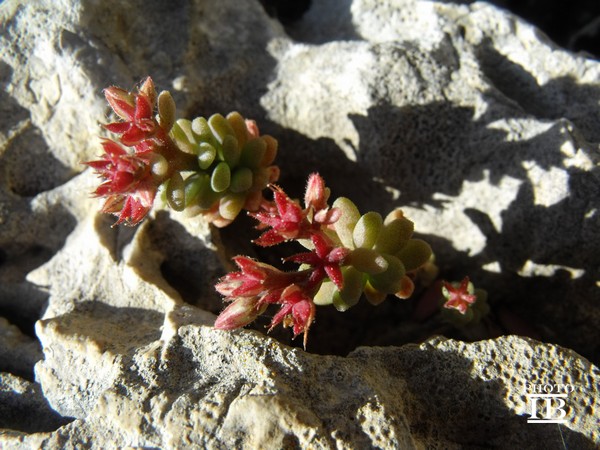 Sedum rubens / Borracina rossa
