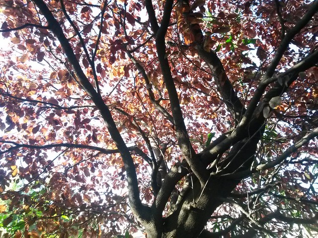 Prunus cerasifera