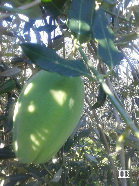 Araujia sericifera