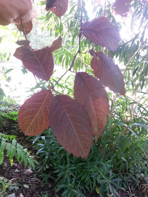 Prunus cerasifera