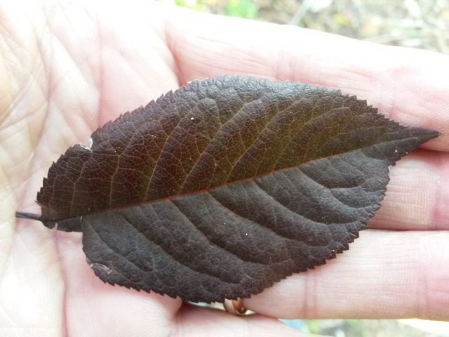 Prunus cerasifera