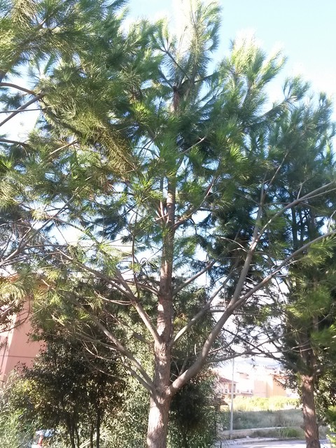 Pinus pinea / Pino da pinoli