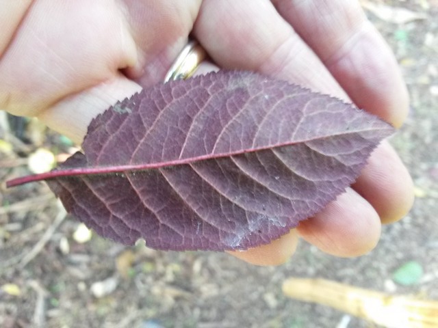 Prunus cerasifera