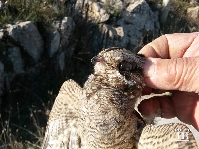da confermare