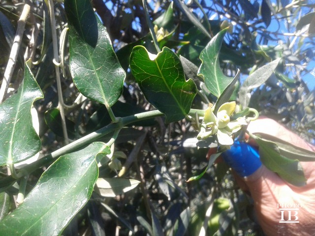 Araujia sericifera