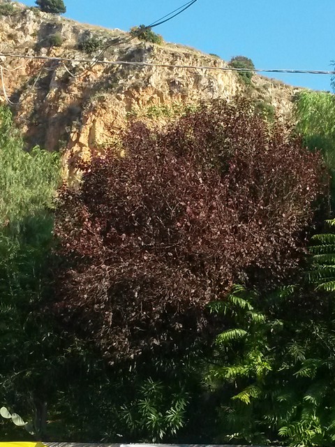 Prunus cerasifera