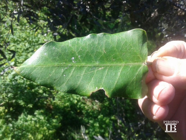 Araujia sericifera