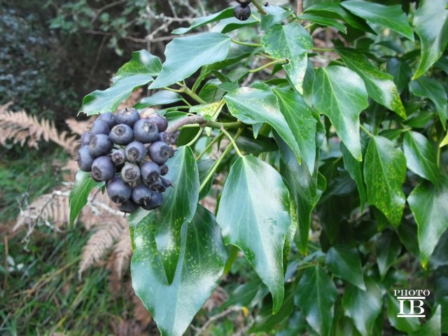 Hedera helix