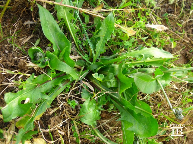 Crepis vesicaria / Radicchiella vescicosa