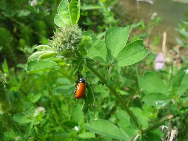 Chrysomelidae:  Lachnaia paradoxa