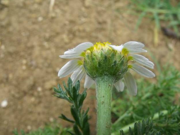 Anacyclus clavatus / Camomilla clavata